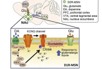 How Dopamine Drives Reward: Mechanisms of the Signaling Pathway