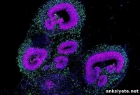 How Scientists Map Human Brain Development: Timeline and Stages