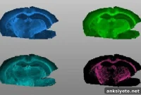 Anti-Inflammatory Molecules Decline in Aging Brains, Study Shows