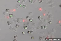 Scientists Identify Key Regulator of Skin Inflammation