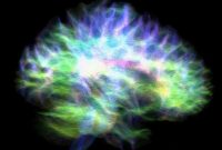 High Res Map of Hippocampus Reveals Complex Connectivity Puzzle