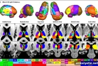 Mapping the Brain’s Communication Hub