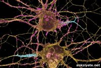 Uncovering Disrupted Brain Signals in Autism