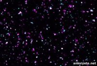 Signaling Pathway Shapes Neural Connectivity in Developing Brain