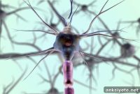 Scientists Identify Genes That Preserve Neuron Function
