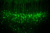 New Insights into Neuronal Activity in the Sensorimotor Cortex