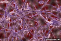 Oxytocin Promotes Synapse Development in Adult-Born Neurons