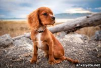 How Selective Breeding Shapes Dog Brain Wiring