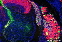 Genes Linked to Proprioception: What Controls the Sixth Sense