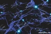 CRISPR Cuts Huntington’s Disease Symptoms in Preclinical Models