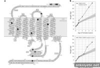 Serotonin 2C Receptor Linked to Obesity and Maladaptive Behavior