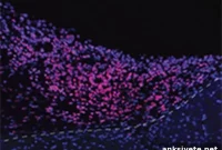Human Brain Organoids in Mouse Cortex Show First Visual Response