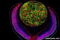 Integrated Genetic Maps Reveal New AMD Risk Loci