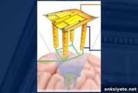 Pop-Up Electrode Device Enables 3D Brain Mapping
