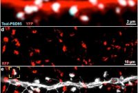 Why Sparse, Diverse Neural Connections Make Perception Reliable