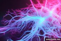 Motor Neuron Features Linked to Increased ALS Risk