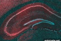New Study Reveals How CBD Reduces Epileptic Seizures