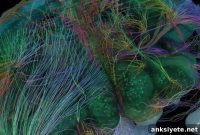 Blue Brain Project Atlas Maps Neuron Types
