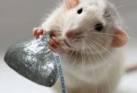 Animal Memory Discovery Fuels Research into Memory Disorders