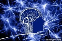 Tiny Worm Study Probes Whether Parkinson’s Starts in the Gut
