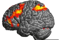 How Mathematical Models Reveal Hidden Brain States