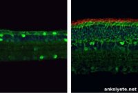 CRISPR Gene Editing Restores Vision in Blind Mice
