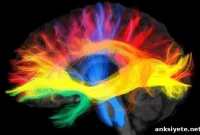 How Your Native Language Shapes Neural Wiring