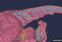 High Resolution 3D Model of the Human Hippocampus