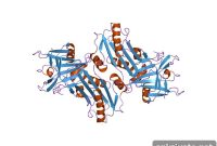 Age-Related Dementia May Start When Neurons Can’t Clear Proteins