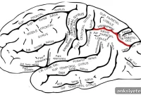 Brain Cells Multitasking in One Region May Unlock Brain Function
