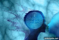 How Genes and Brain Structure Shape Intelligence