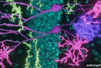 New Neurons Restore Memory and Mood in Alzheimer’s Disease