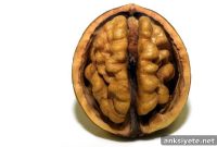 How Diet Affects Brain Function, Memory, and Mood