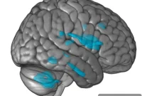 How Music Slows Cognitive Decline in Aging Brains