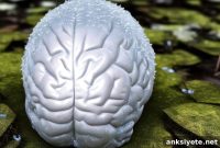 Microbiota Transplants May Slow Early-Stage ALS