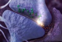 New Study Links Astrocyte Dysfunction to Cognitive Decline