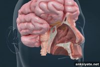 How Parkinson’s Disease Causes Loss of Smell