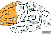 Lowering the Brain Filter Boosts Creativity