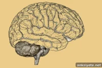 Autism: Gray Matter Volume Linked to Language Deficits
