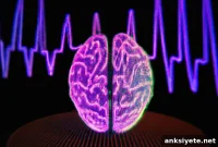 How AI Processes Speech Like the Human Brain
