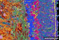 High-Resolution Human Retina Image Reveals Cellular Details