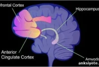 New Study Reveals How to Reset an Addicted Brain