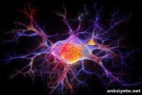 How Running Rewires the Aging Brain and Preserves Memory
