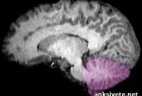 Stem Cell Breakthrough for Rare Genetic Nerve Disease