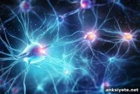 New Gut Neurons Challenge Enteric Nervous System Theory