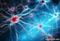 Neuron Grafting Restores Muscle Function in ALS