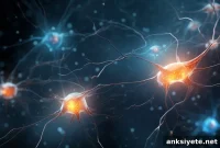 Myelin Regeneration: New Ways to Repair Nerve Damage