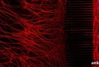 How Neurons Live and Die in the Brain