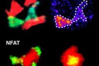 Live Imaging of Immune Cell Activation in Multiple Sclerosis