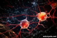 Brain Protein Bonds Reveal New Drug Targets for Schizophrenia